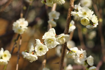 Closeup of white plum blossoms in early spring. Copy space.