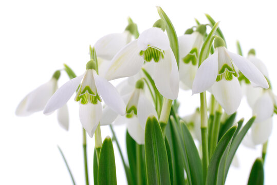 Snowdrops on white.