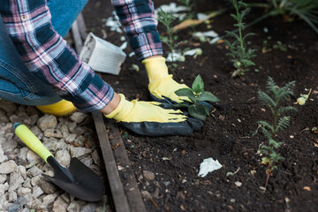 Female hands holding the soil with a young plant. Planting seedlings in the soil. There is shoulder blade nearby. The concept of conservation of nature and agriculture and gardening