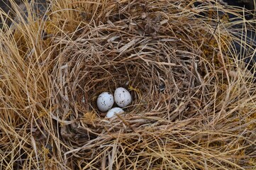 three eggs in a bird's nest
