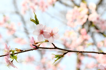 Sakura (Cherry blossoms) tree with beautiful blue sky.