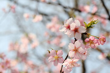 Sakura (Cherry blossoms) tree with beautiful blue sky.
