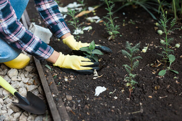 Woman in her garden water with watering can of plants. Concept of gardening and spring and bio.