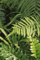 fern leaves in the forest