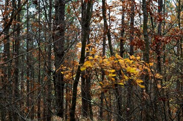 forest landscape in autumn colors