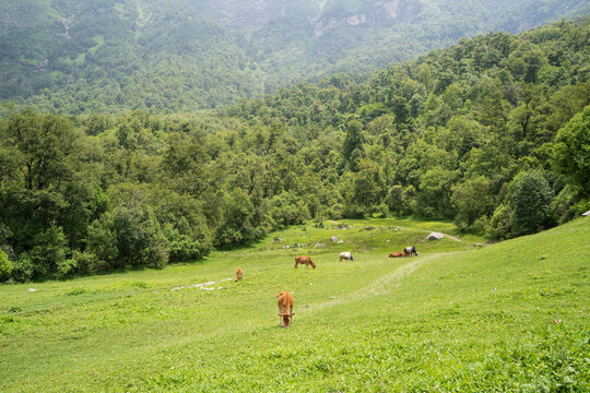 Cow in mountain grazing the green fields. Cow of uttarakhand eating grass