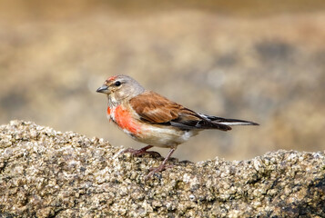 A common linnet on rock