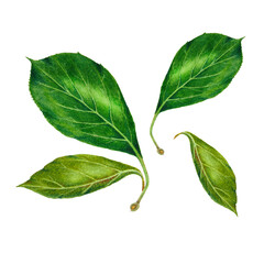 Obraz premium Plum green leaf botanical realistic watercolor painting. Photorealistic illustration isolated on white. Advertisement, gift cards, textile, clothes, shopper bags, tableware, wrapping design.