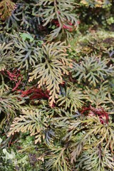 close up of pine branches