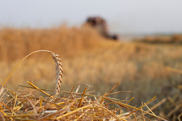 Fototapeta premium golden wheat field in august with unfocused harvester on the background