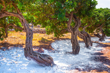 Mastic tree with mastic tears in Chios island, Greece.