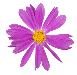 cosmos flower isolated