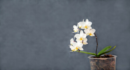 White mini orchid in a pot. Hobbies, floriculture, home flowers, houseplants