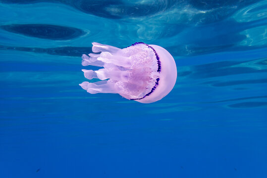 Barrel jellyfish, Rhizostoma pulmo, underwater in the Mediterranean sea, Elba Island, Italy