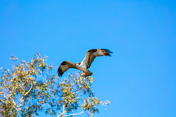 An Osprey Flying Low with a Fish Hanging from its Talons in a Blue Sly