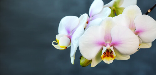 Blooming lovely white orchids. Hobbies, floriculture, home flowers, houseplants