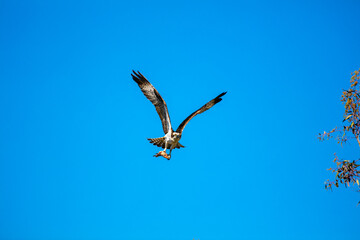 An Osprey Flying Low with a Fish Hanging from its Talons in a Blue Sly