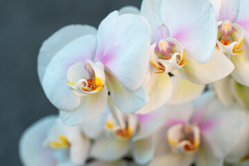 Fototapeta na wymiar Blooming lovely white orchids. Hobbies, floriculture, home flowers, houseplants