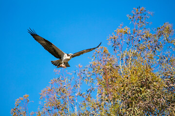 An Osprey Flying Low with a Fish Hanging from its Talons in a Blue Sly