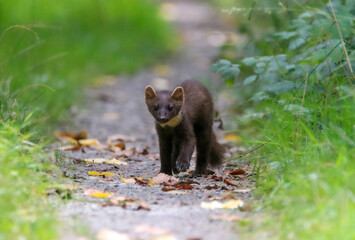 Fototapeta premium A pine marten just spotted me