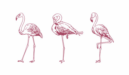 hand drawn flamingo