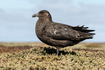 Falkland Skua