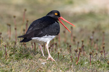 Magellanic Oystercatcher adult alarm calling