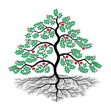 Illustration of a tree. Consists of roots, stems, branches, flowers, fruits and leaves. On white background.