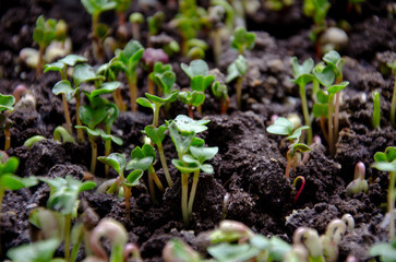 microgreens