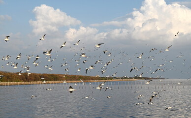 Flock of seagulls flying in the sky covered by big white clouds. Migratory birds live at BangPu Recreation Center. Migratory birds escape the cold from their habitats in the inner highlands of Asia.
