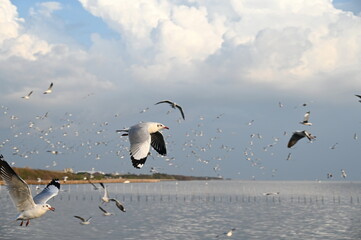 Choose the focus of a flock of seagulls flying for food in the white cloud-covered sky during the winter of Thailand. Migratory birds at BangPu Recreation Center is a popular attraction.
