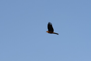 Steppe eagle in the Kurai steppe. Gorny Altai, Kosh-Agachsky district, Russia