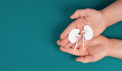 Hands holding a kidney, paper cut out, world kidney day, health problems, organ transplantation,...