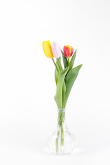 Beautiful, spring tulips in glass vase on white background