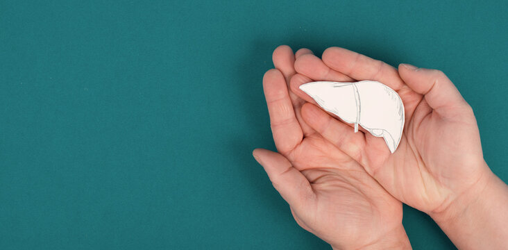 Holding a liver in the hands, diagnosis of hepatitis, cancer, cirrhosis, health issue, organ donation, copy space for text
