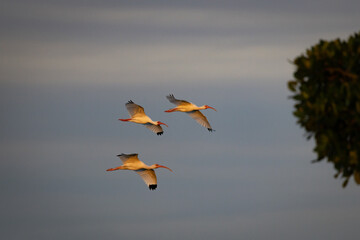 birds flying in the sky