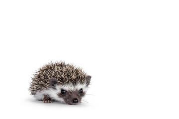 Adorable full mask baby hedgehog aka Atelerix albiventris, laying down facing front. Looking straight towards camera. Isolated on a white background.