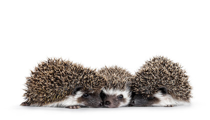 Three adorable ful mask hedgehog babies on a row. Isolated on a white background.