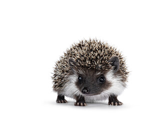 Adorable full mask baby hedgehog aka Atelerix albiventris, lstanding facing front. Looking straight towards camera. Isolated on a white background.