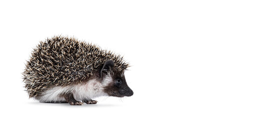 Adorable full mask baby hedgehog aka Atelerix albiventris, lstanding side ways. Looking straight forward away from camera. Isolated on a white background.