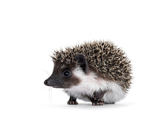 Adorable full mask baby hedgehog aka Atelerix albiventris, lstanding side ways. Looking straight forward away from camera. Isolated on a white background.