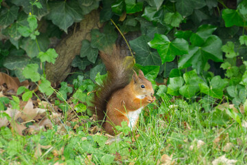 Naklejka na ściany i meble Red Squirrel sitting with a nut on grass in Zurich, Switzerland