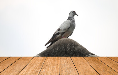 wooden floor and pigeon background Island on the roof of the house with wooden floors Dirty...