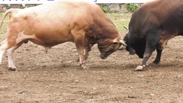 Angry bull is fighting with his rival.  Caucasian festival in Turkey.