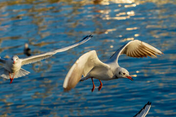 Seagull in flight in the port of Barcelona (Spain), selective focus.