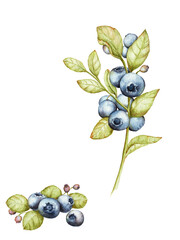 Watercolor blueberry isolated stock image