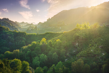 Prosecco Hills hogback, vineyards at sunset. Unesco Site. Veneto, Italy