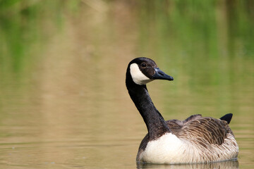 Canada goose