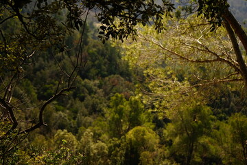 Mountain forest view