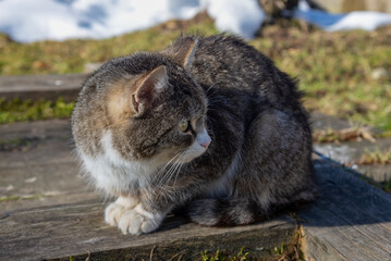 A little kitten basks in the sun on a March day